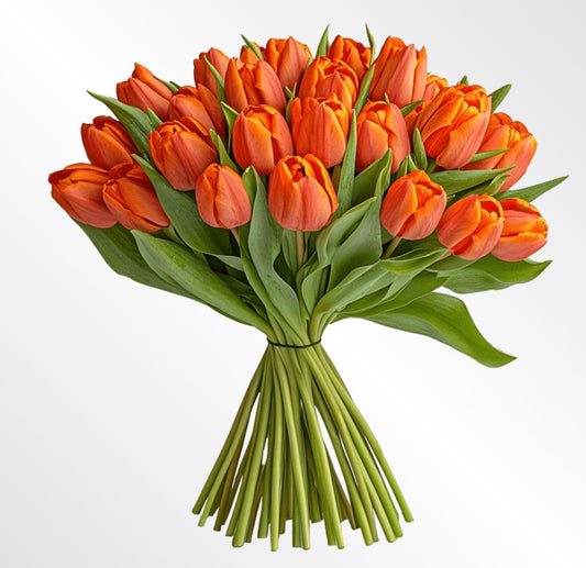 Tulipanes