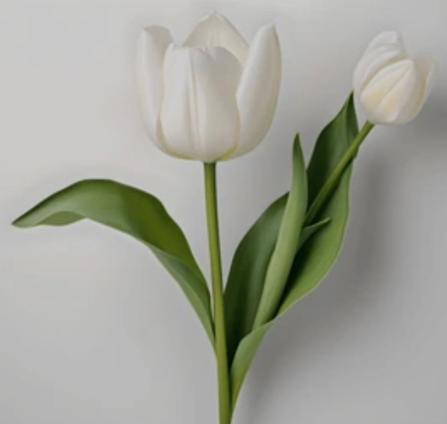 Tulipanes