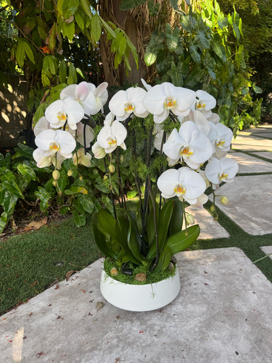 Orchid Oasis