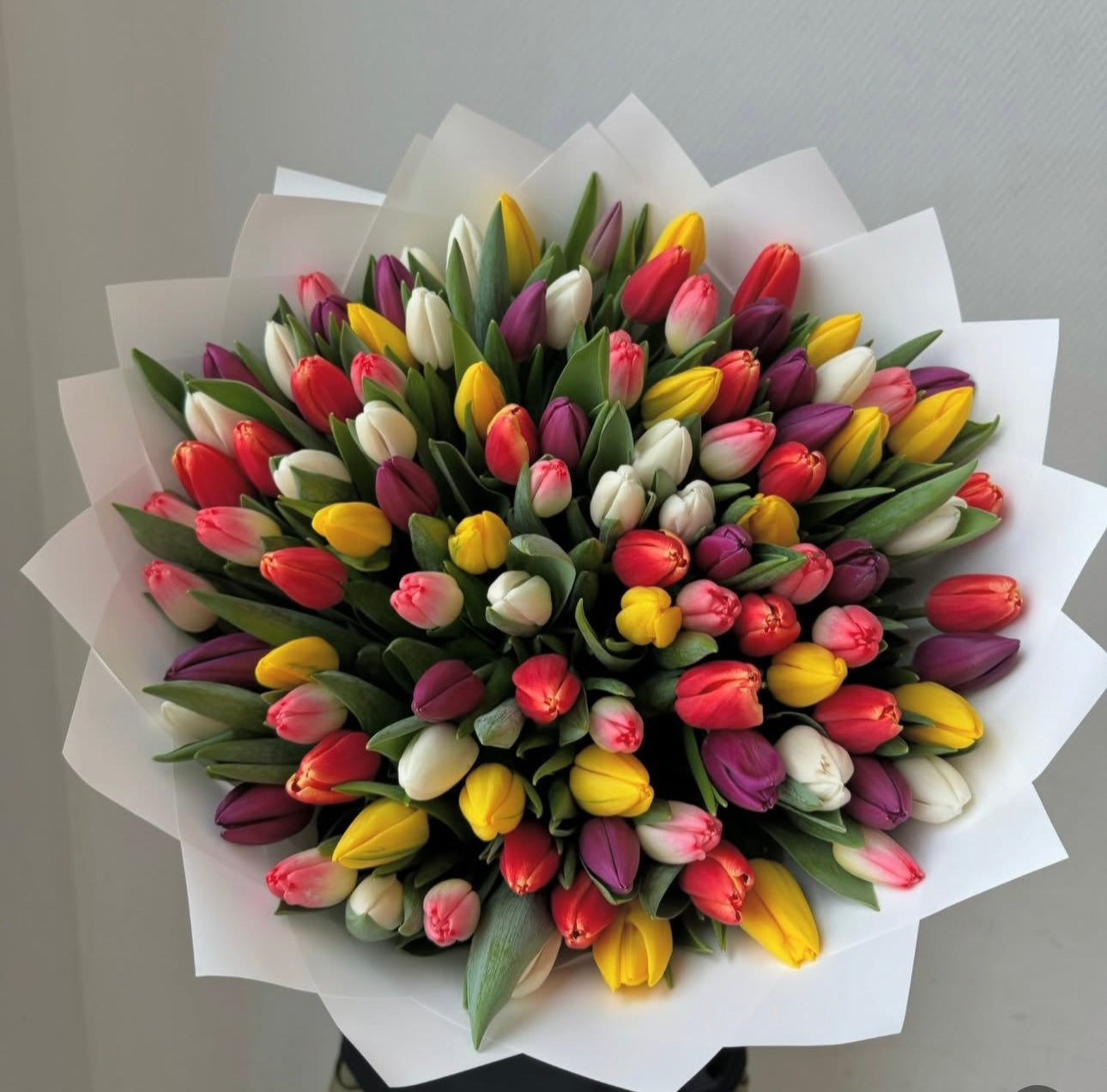 Tulipanes