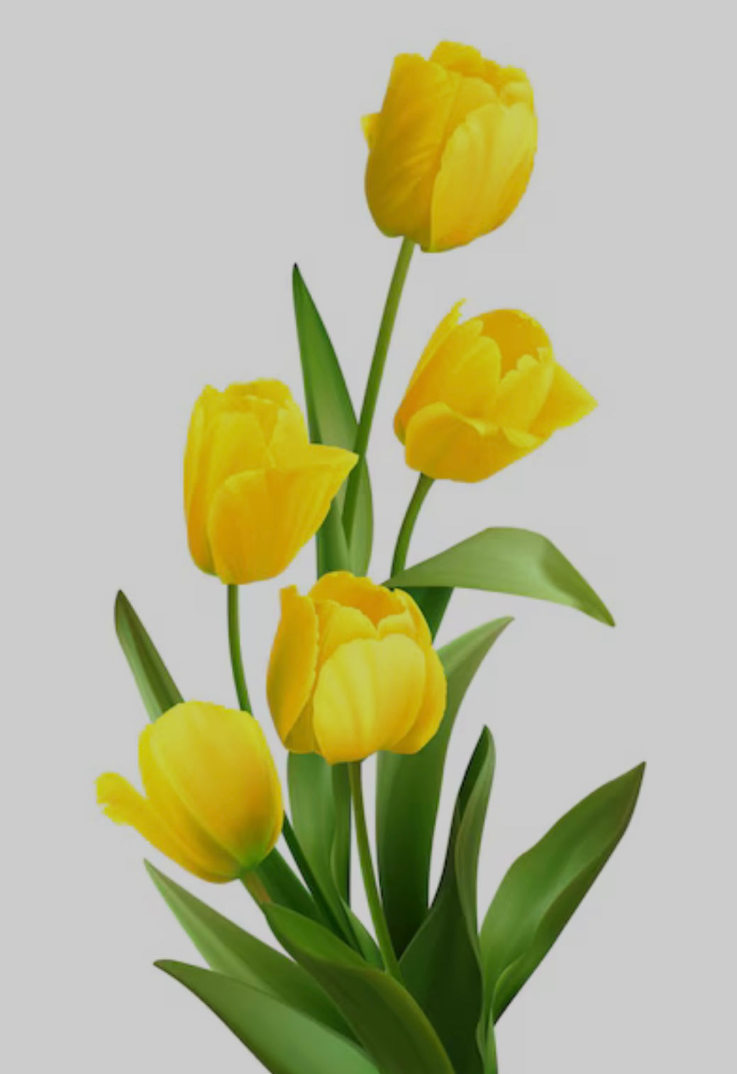 Tulipanes